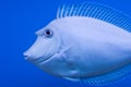 Male Unicorn Tang Close Up