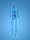 Male urinary system Royalty Free Stock Photo
