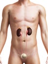 Male urinary system Royalty Free Stock Photo