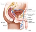 male urinary system