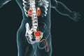 Male urinary system