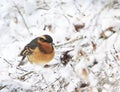 A male Varied Thrush Ixoreus naevius on Snowy Branch Royalty Free Stock Photo