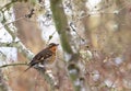 A male Varied Thrush Ixoreus naevius on Tree Branch Royalty Free Stock Photo