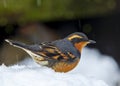 A Varied Thrush Ixoreus naevius in snow