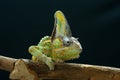 Male veiled chameleon Royalty Free Stock Photo