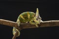 Male veiled chameleon Royalty Free Stock Photo