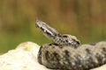 Male venomous european snake in natural habitat Royalty Free Stock Photo