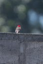 Male vermilion flycatcher on a wall