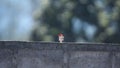 Male vermilion flycatcher on a wall