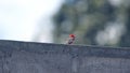 Male vermilion flycatcher on a wall