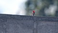 Male vermilion flycatcher on a wall