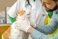 Male vet checking teeth of kitten in clinic
