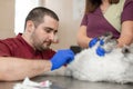 A male veterinarian anesthesiologist makes the procedure for a cat - a catheterization of the bladder. The assistants are holding