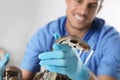 Male veterinarian examining boa constrictor, focus on hand
