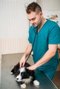 Male veterinarian examining dog, veterinary clinic