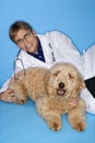 Male veterinarian with Goldendoodle dog.