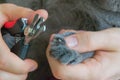 Male veterinarian holding cat paw and trimming claws with clippers. Cat in a beauty salon closeup Royalty Free Stock Photo