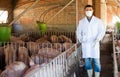 Male veterinarian at pig farm