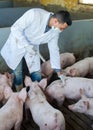 Male veterinarian at pig farm