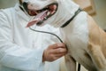 A male veterinarian in a work uniform examines the dog. Checking the breath