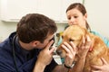 Male Veterinary Surgeon Examining Dog In Surgery Royalty Free Stock Photo