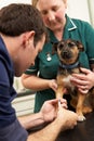Male Veterinary Surgeon And Nurse Examining Dog Royalty Free Stock Photo