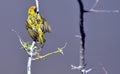 Male Village Weaver Bird - Eastern Cape, South Africa