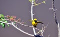 Male Village Weaver Bird - Eastern Cape, South Africa