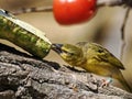 Village Weaver eating vegetable