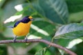 Male of the Violaceous Euphonia Euphonia violacea perched on a branch Royalty Free Stock Photo