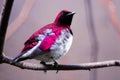 Male violet-backed starling in back view sitting on a branch