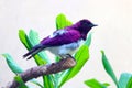 Male violet-backed starling sitting on a branch in front of bright green leaves Royalty Free Stock Photo