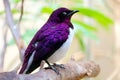 Male violet-backed starling cinnyricinclus leucogaster sleeping on a branch