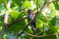 Male Violet Cuckoo Chrysococcyx xanthorhynchus