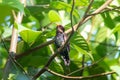 Male Violet Cuckoo Chrysococcyx xanthorhynchus