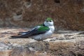 Male Violet-green Swallow