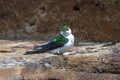 Male Violet-green Swallow