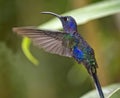 Male violet sabrewing Royalty Free Stock Photo