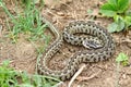 Male Vipera ursinii rakosiensis on natural habitat Royalty Free Stock Photo