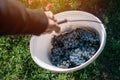 Male viticulturist harvesting grapes in grape yard