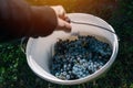 Male viticulturist harvesting grapes in grape yard