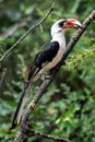 Male Von der Decken`s Hornbill