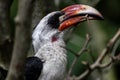 Male Von der Decken`s Hornbill