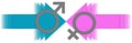 Male Vs Female Arrows