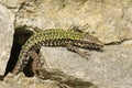 A male Wall Lizard Podarcis muralis sunbathing on a stone wall. Royalty Free Stock Photo