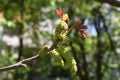 Male walnut flowers- Tg jiu Romania 5 Royalty Free Stock Photo