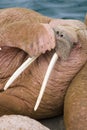 Male Walrus covering mouth with flipper. Alaska.