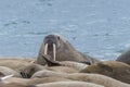 Male walrus looking over the pack