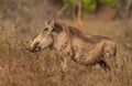 Male Warthog Royalty Free Stock Photo