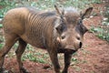 Male warthog Royalty Free Stock Photo